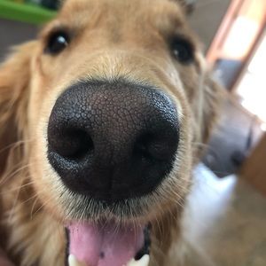 Meet your Posher, Lindyn